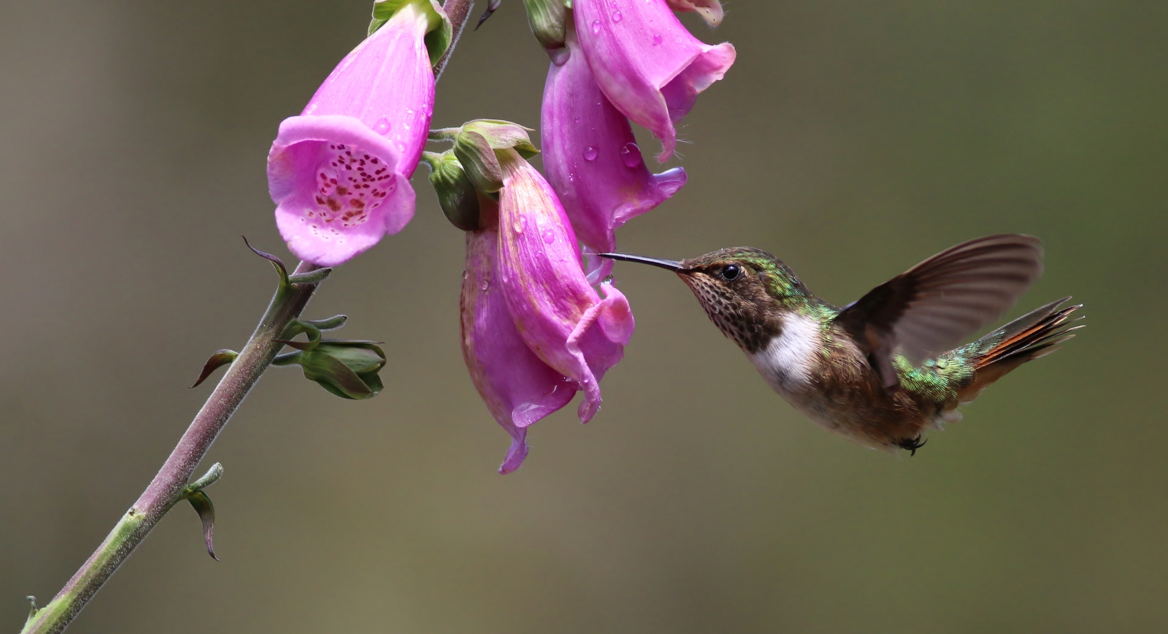 Scintillant Hummingbird